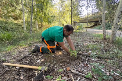 Les tasques de plantació s’estan duent a terme aquests dies (foto: Ajuntament de Rubí – Localpres).