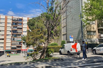 L’exemplar de l’av. Can Cabanyes té risc de caiguda, motiu pel qual es retirarà (foto: Ajuntament de Rubí).