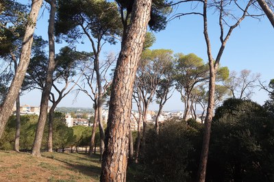 El Ayuntamiento ya está tratando los pinos afectados por la plaga (foto: Ayuntamiento de Rubí).