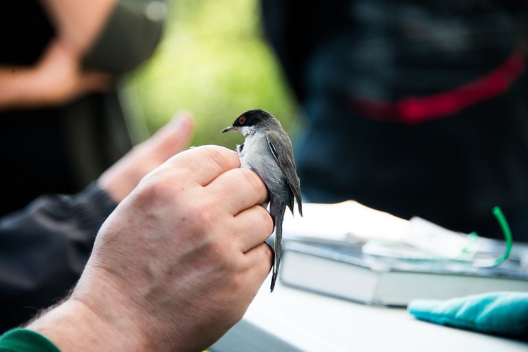 Anillamiento científico de aves